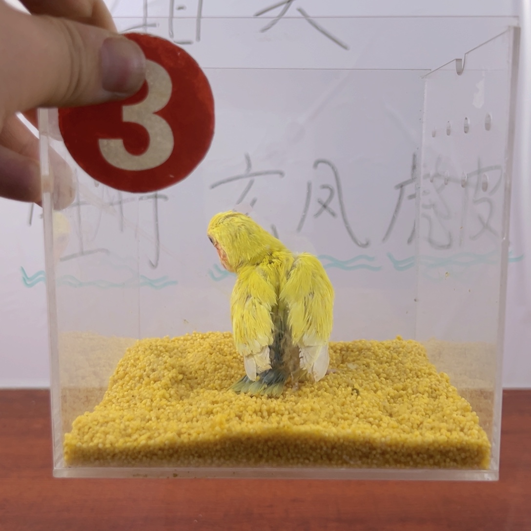 虎皮鹦鹉黄桃牡丹蓝腰开拍