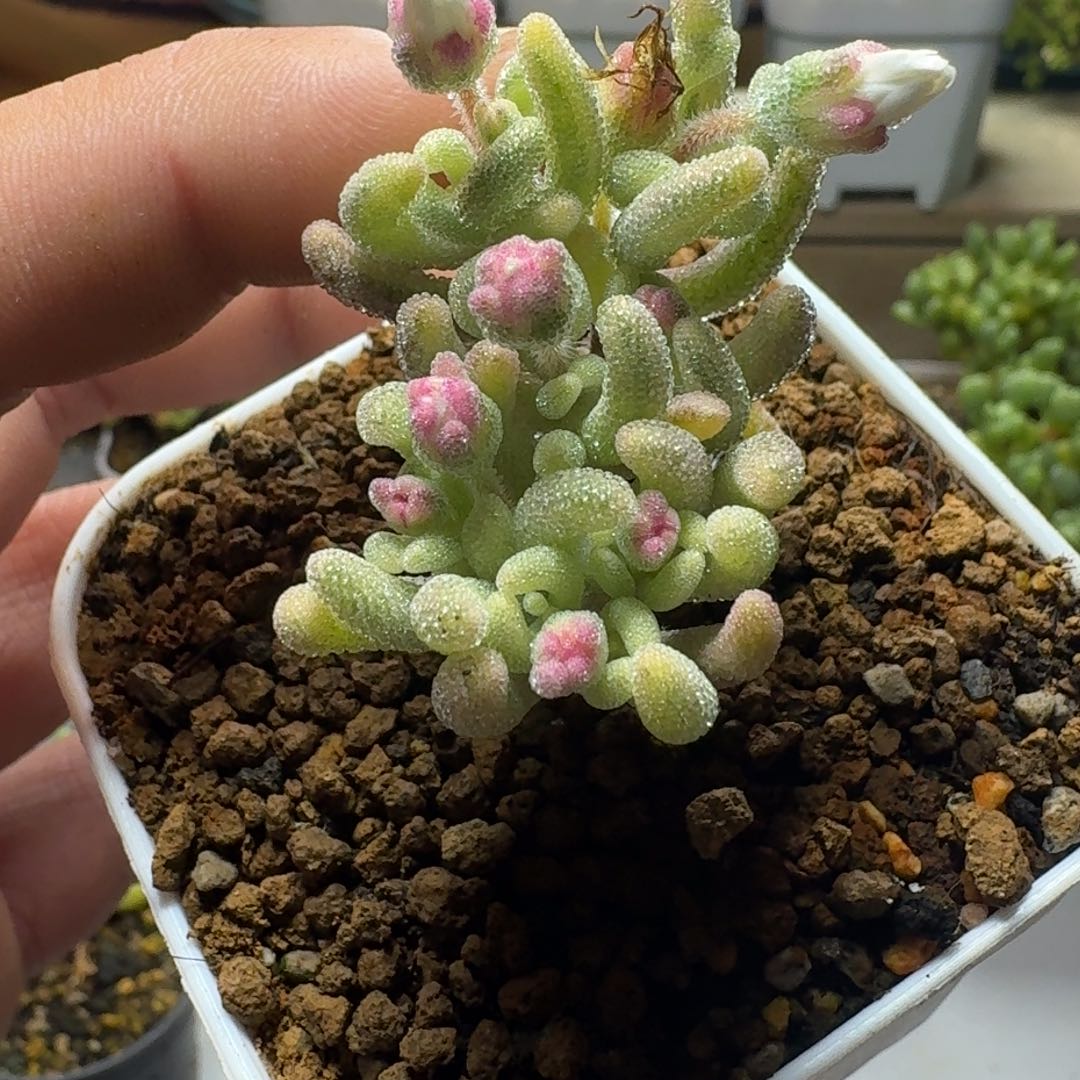 紫闪 多肉植物枝干番杏