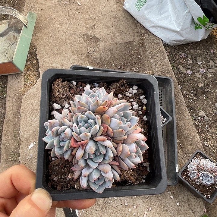 星影多头1棵脱土不包整