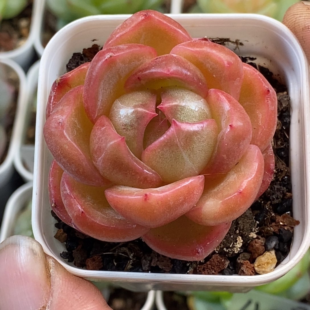 天官赐福百无禁忌