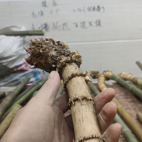 黑***子实心玉竹手把件金条料