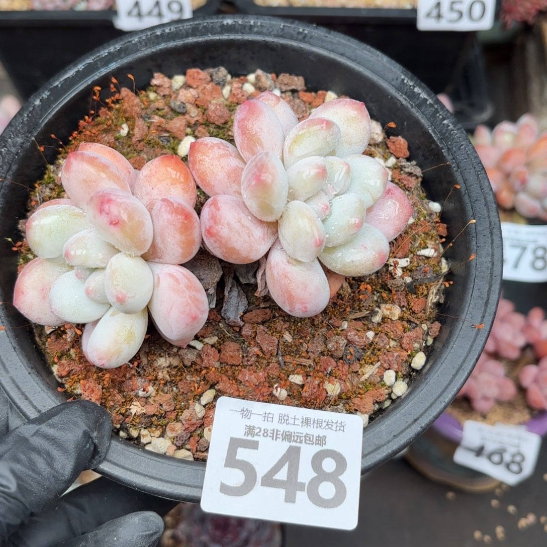 香水双头无盆土发货