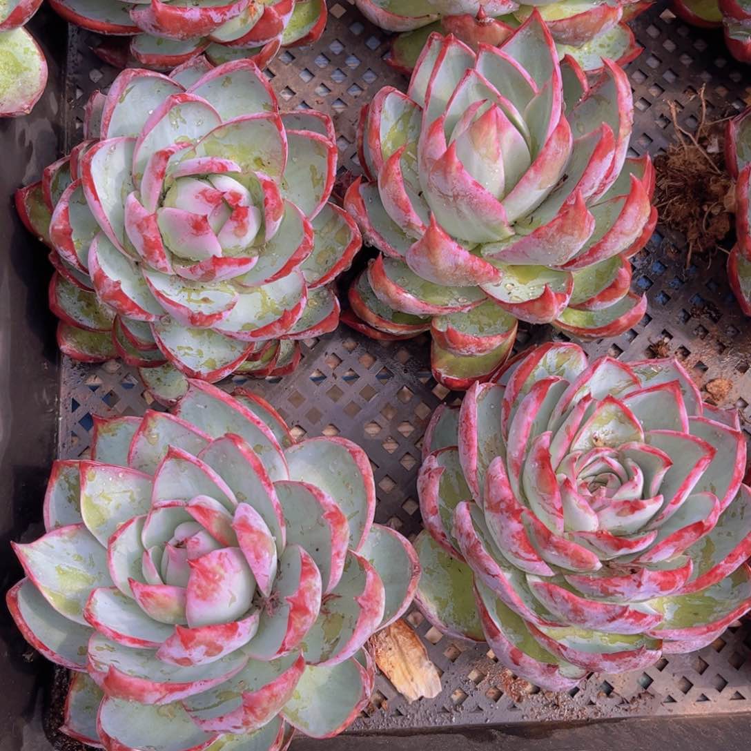 惊鸿仙子一颗脱土发货