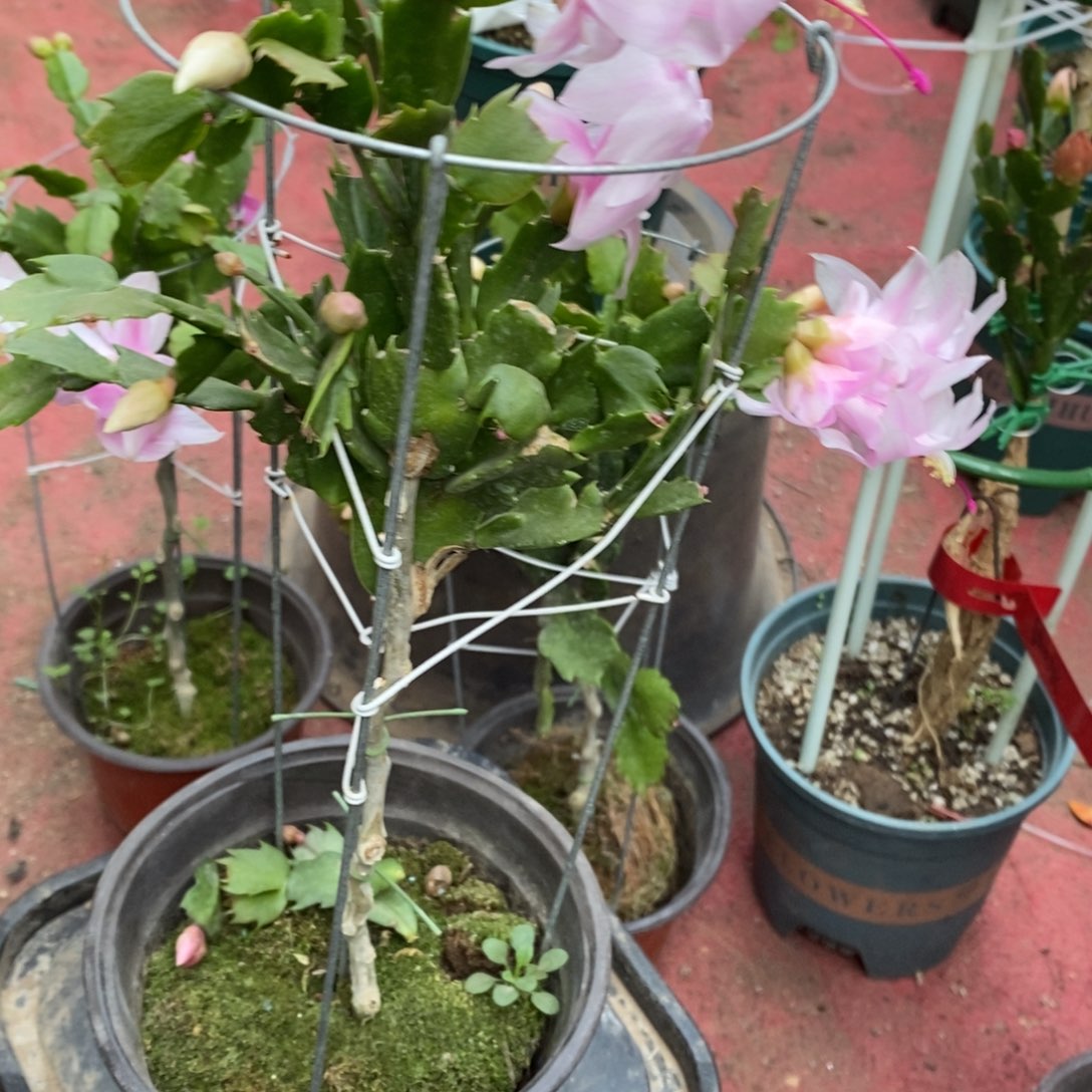 年***福无花朵福利款单层