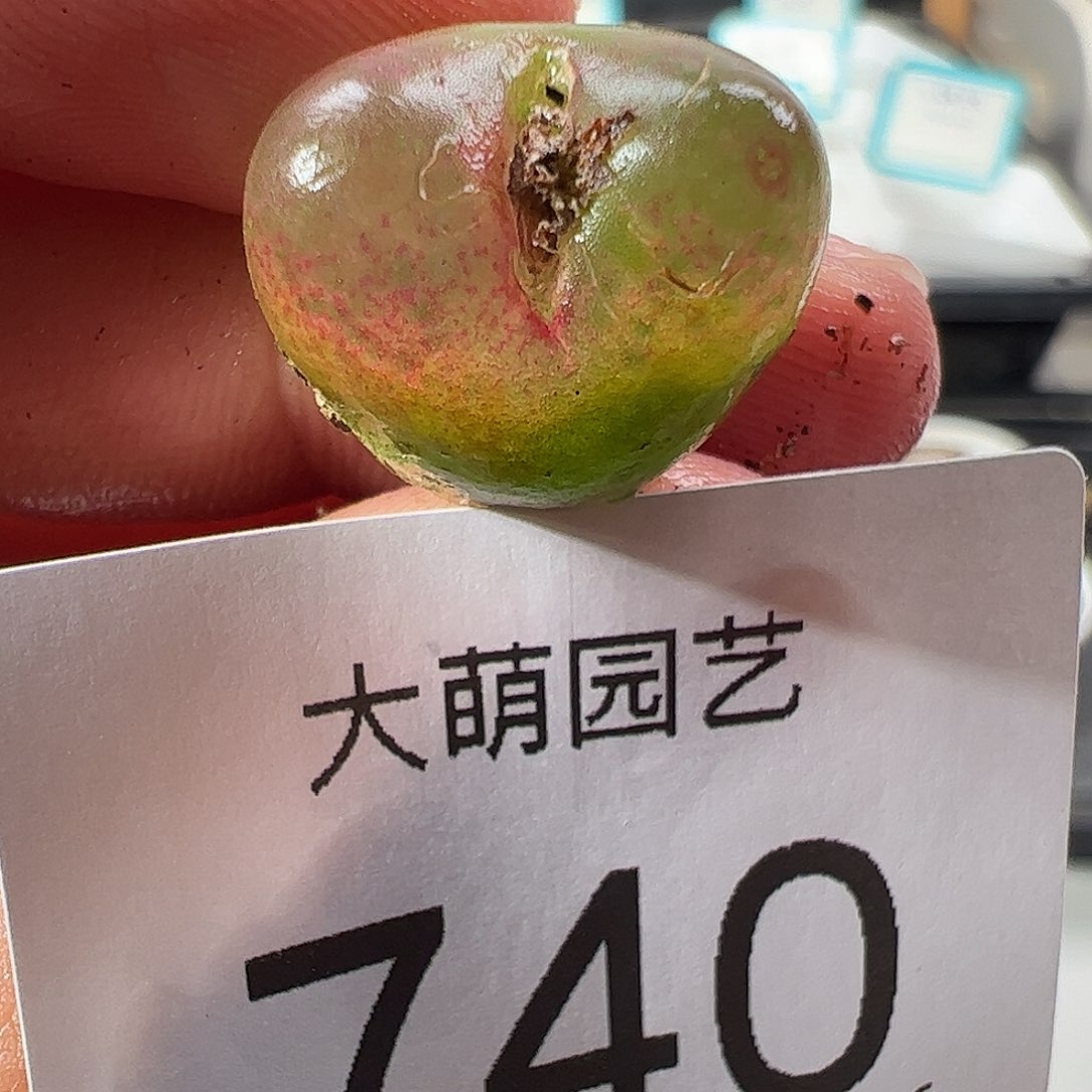 0000740 一物一拍……