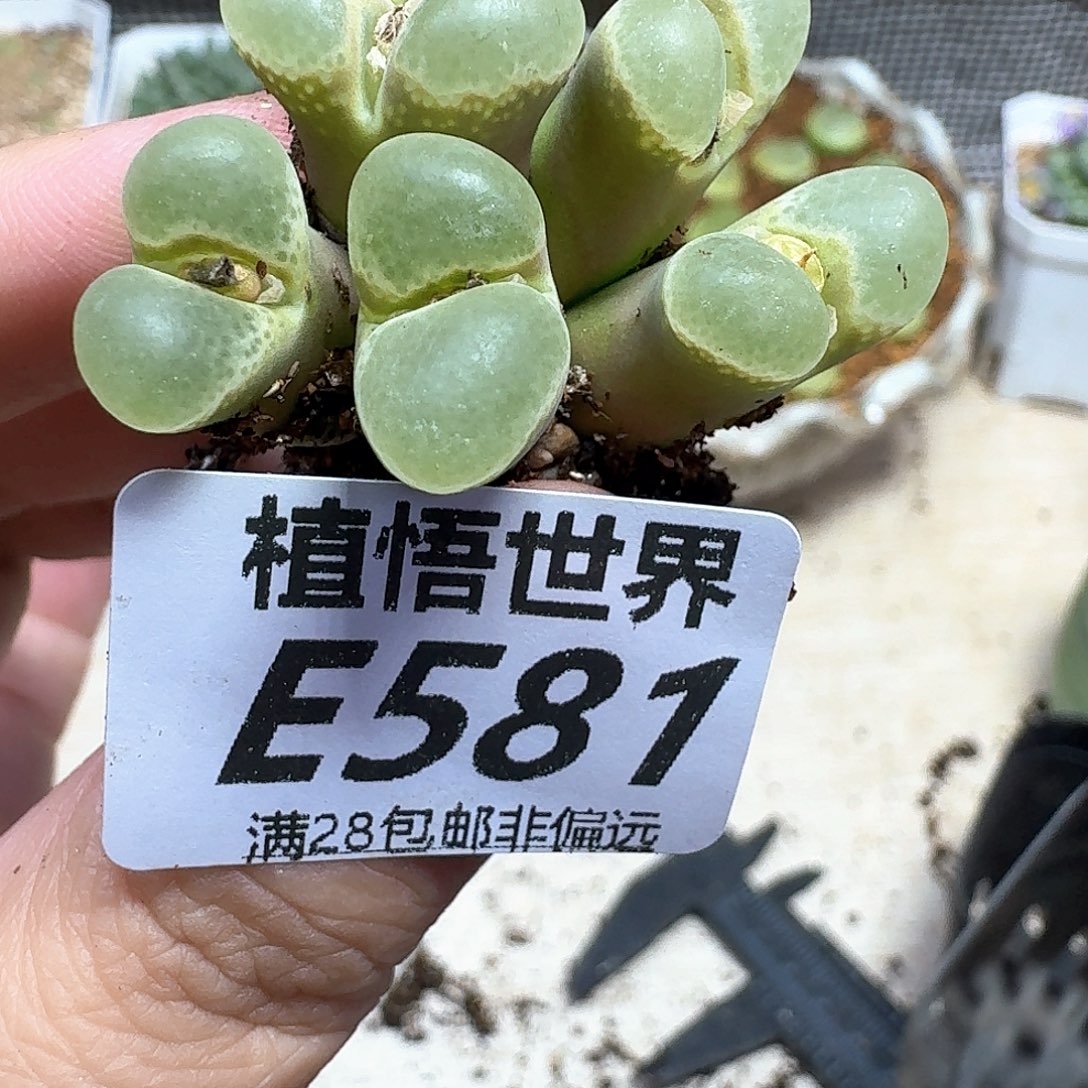 多肉植物的润泽fghn