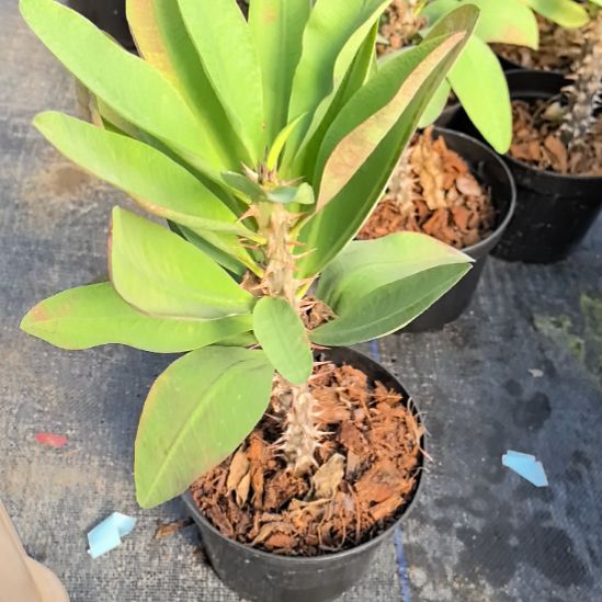 半***后完全开放北柳府女孩直播间一物一拍