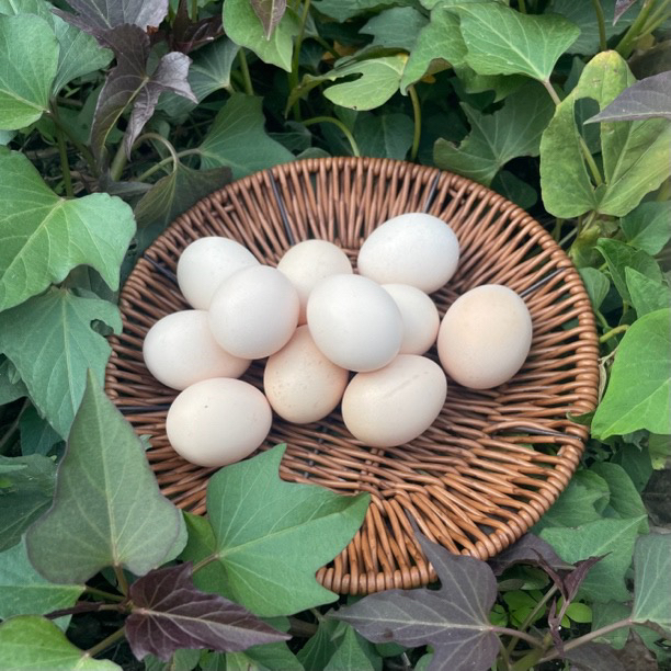 广西灵山香鸡土鸡蛋天然新鲜自产50枚装