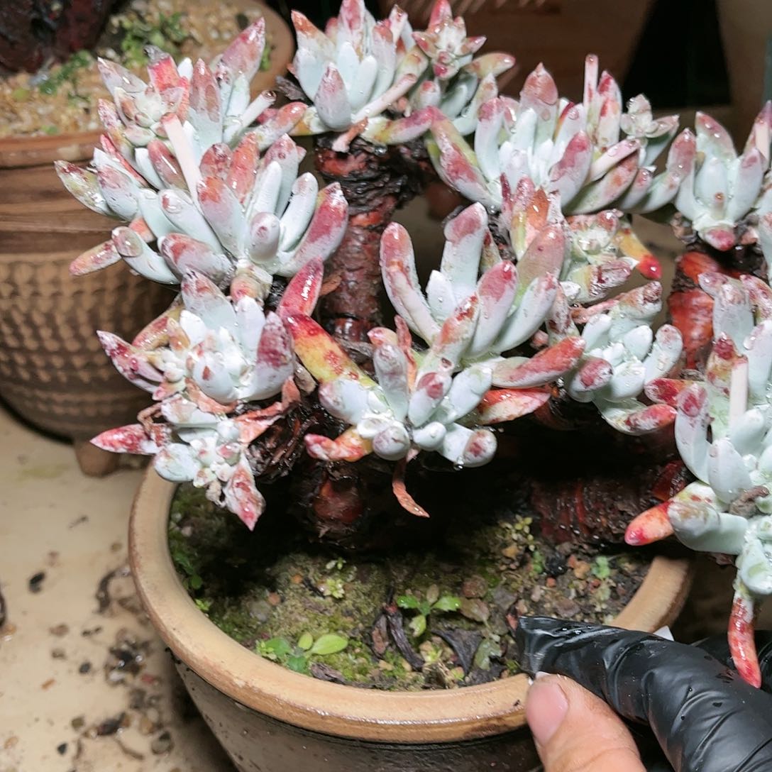 9458文森特xian nv bei 多肉