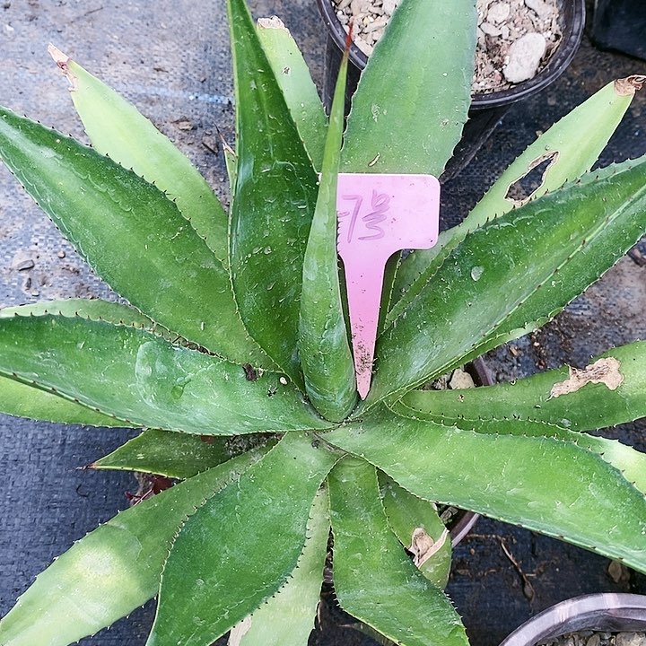 【闪购商品】无花朵龙舌兰查本斯 三单包邮