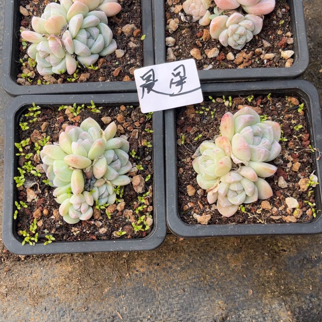 晨星专拍冰玉4颗寄养