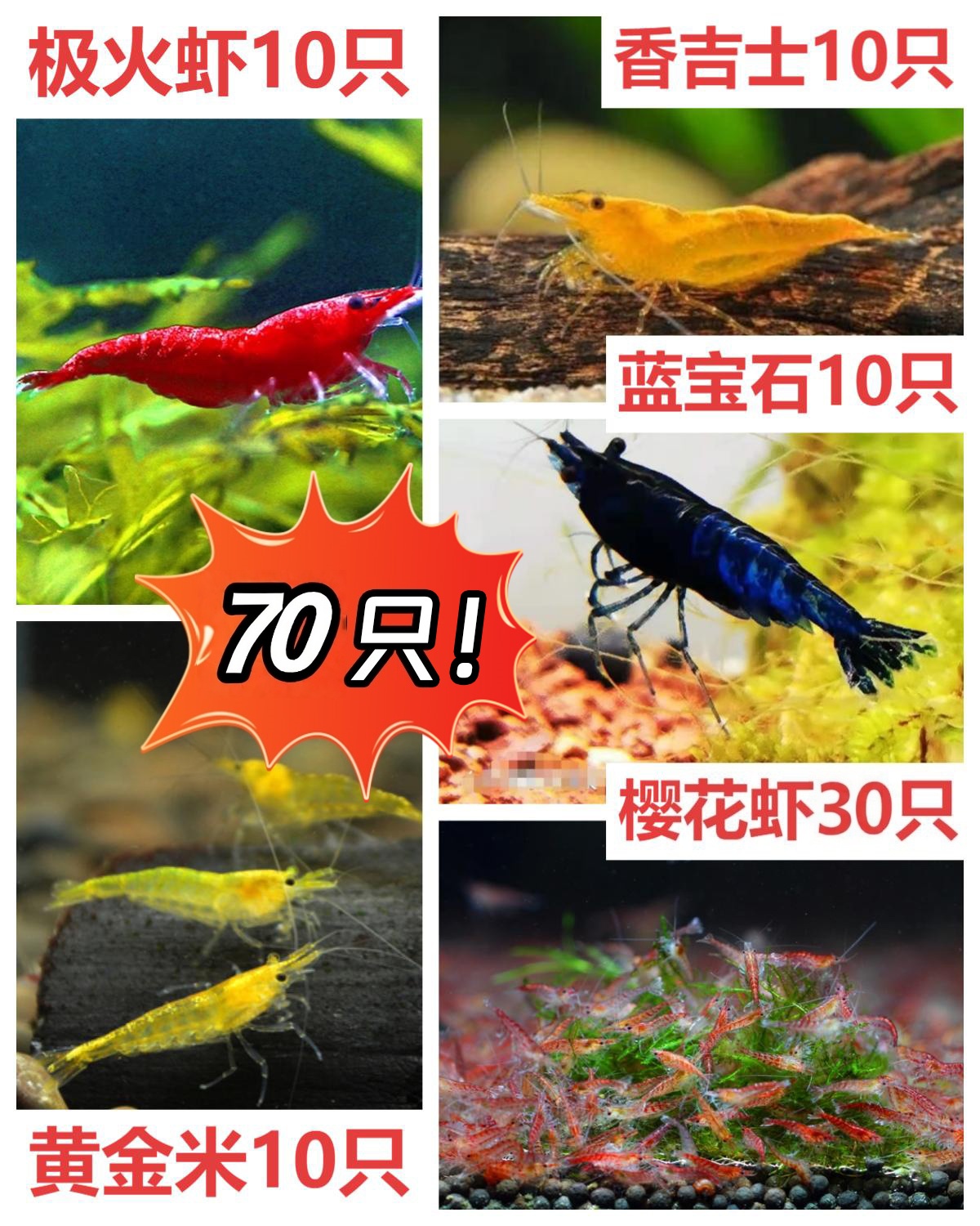 观赏虾淡水耐活七彩混色米虾水草清洁带卵除藻黑壳宠物虾极火繁殖