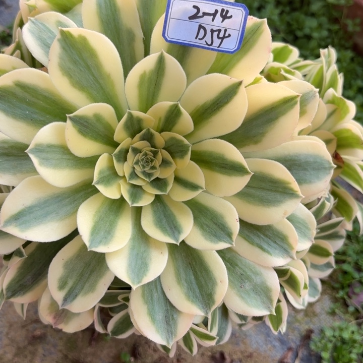 绿豆沙多肉断枝不包54