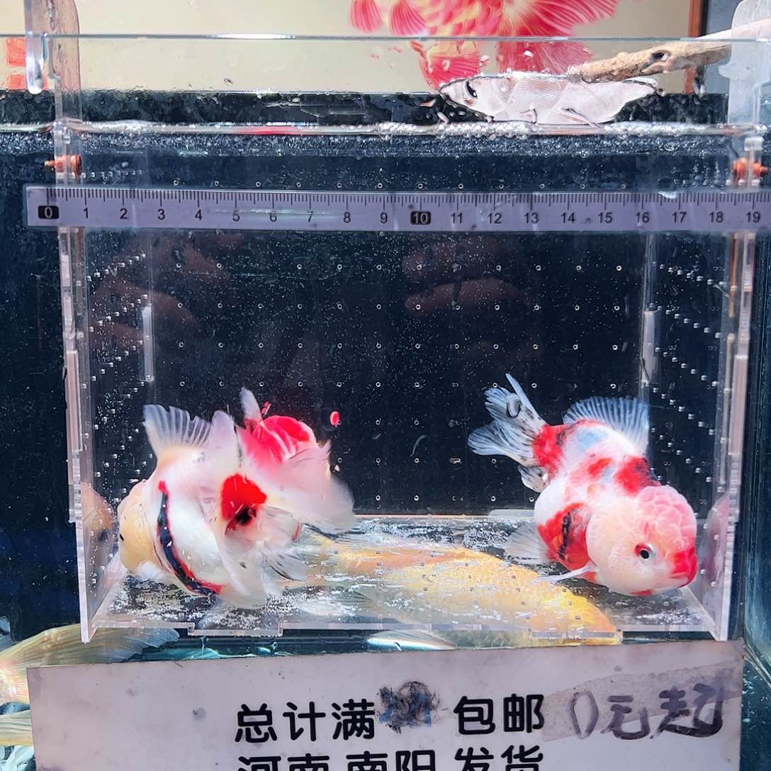 金鱼1111111111111