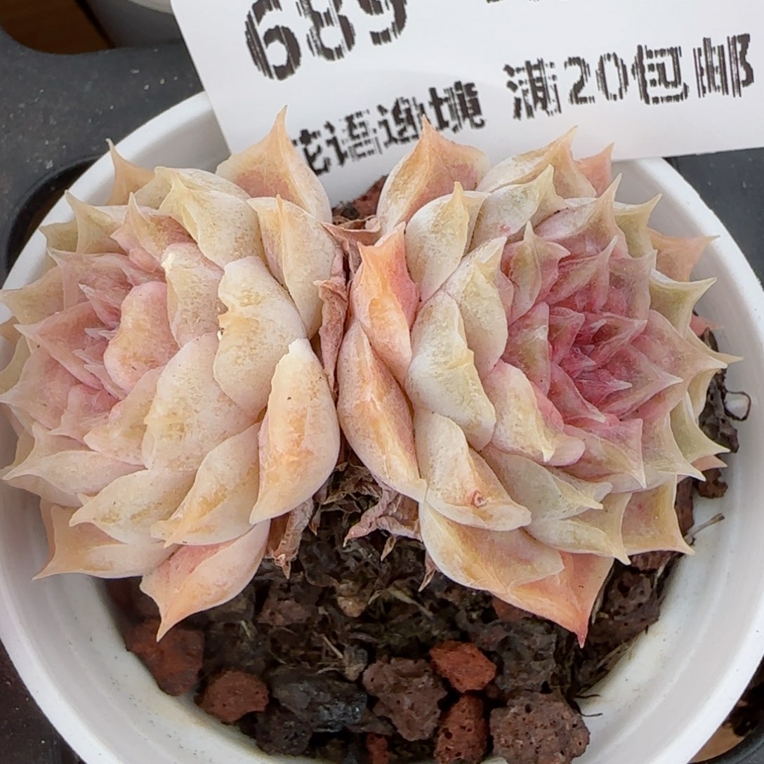 花语逸镜0206-689