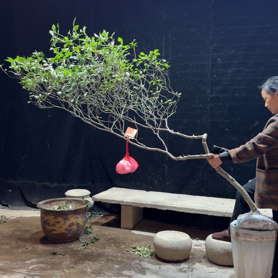 g***n完全开放栀子花造型树一物一拍