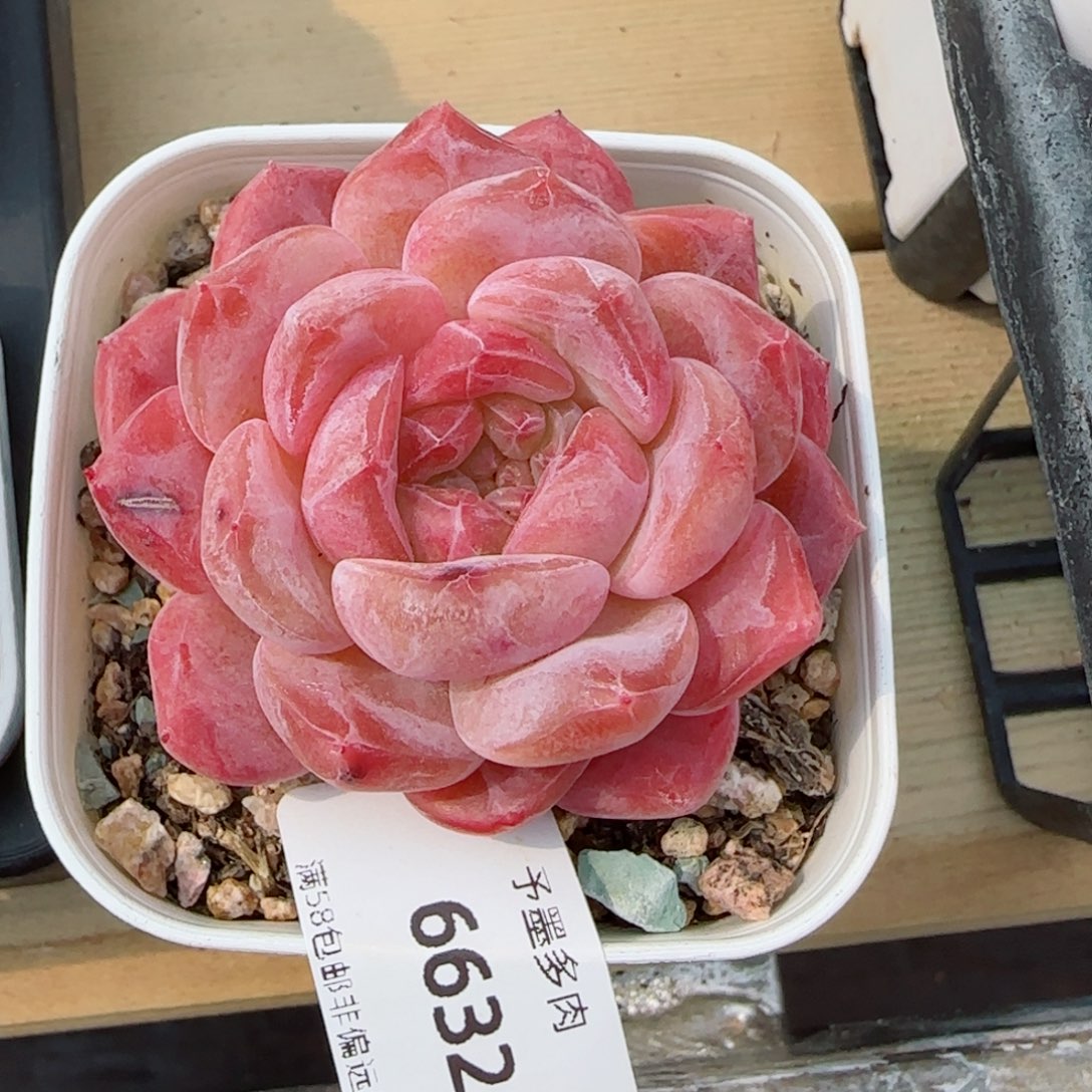 福利，6632多肉植物