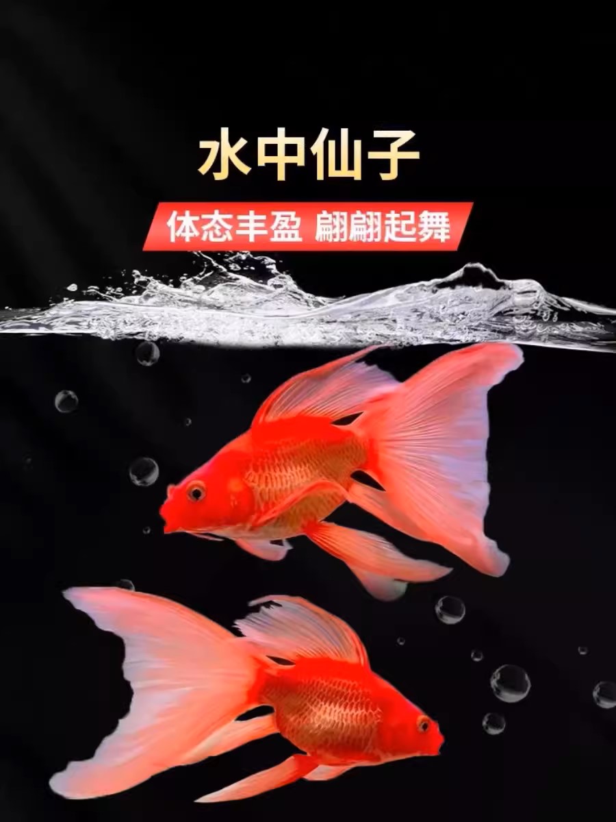 台系红11-21蝴蝶鲤观赏鱼大鳍大尾短身冷水鱼好养耐活到家