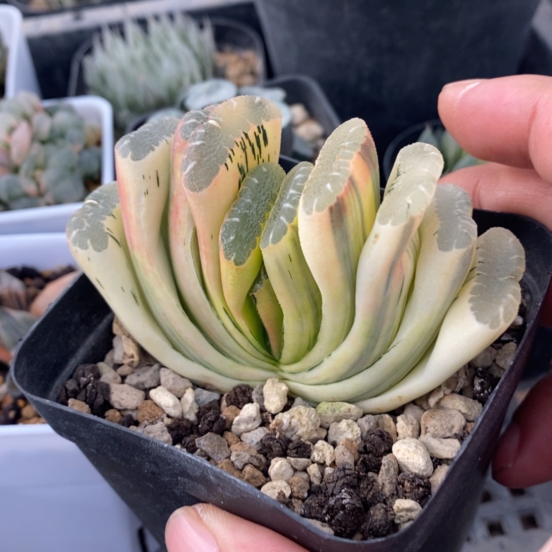 一颗实生糊斑玉扇锦