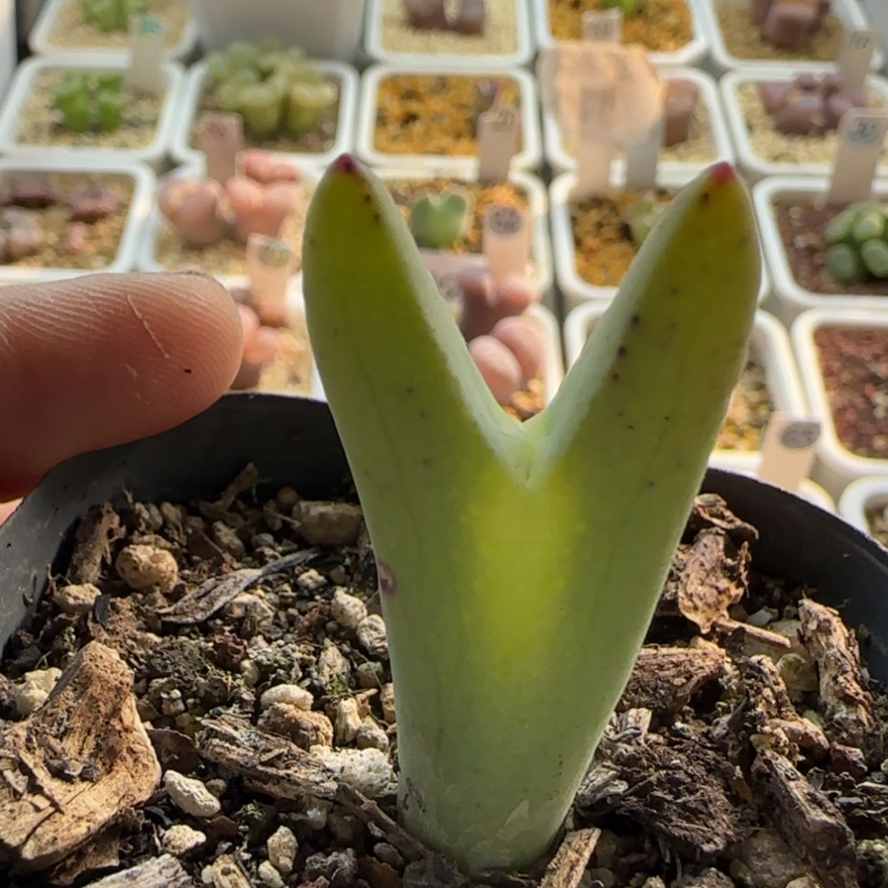 【闪购商品】1026当天28包邮非偏远