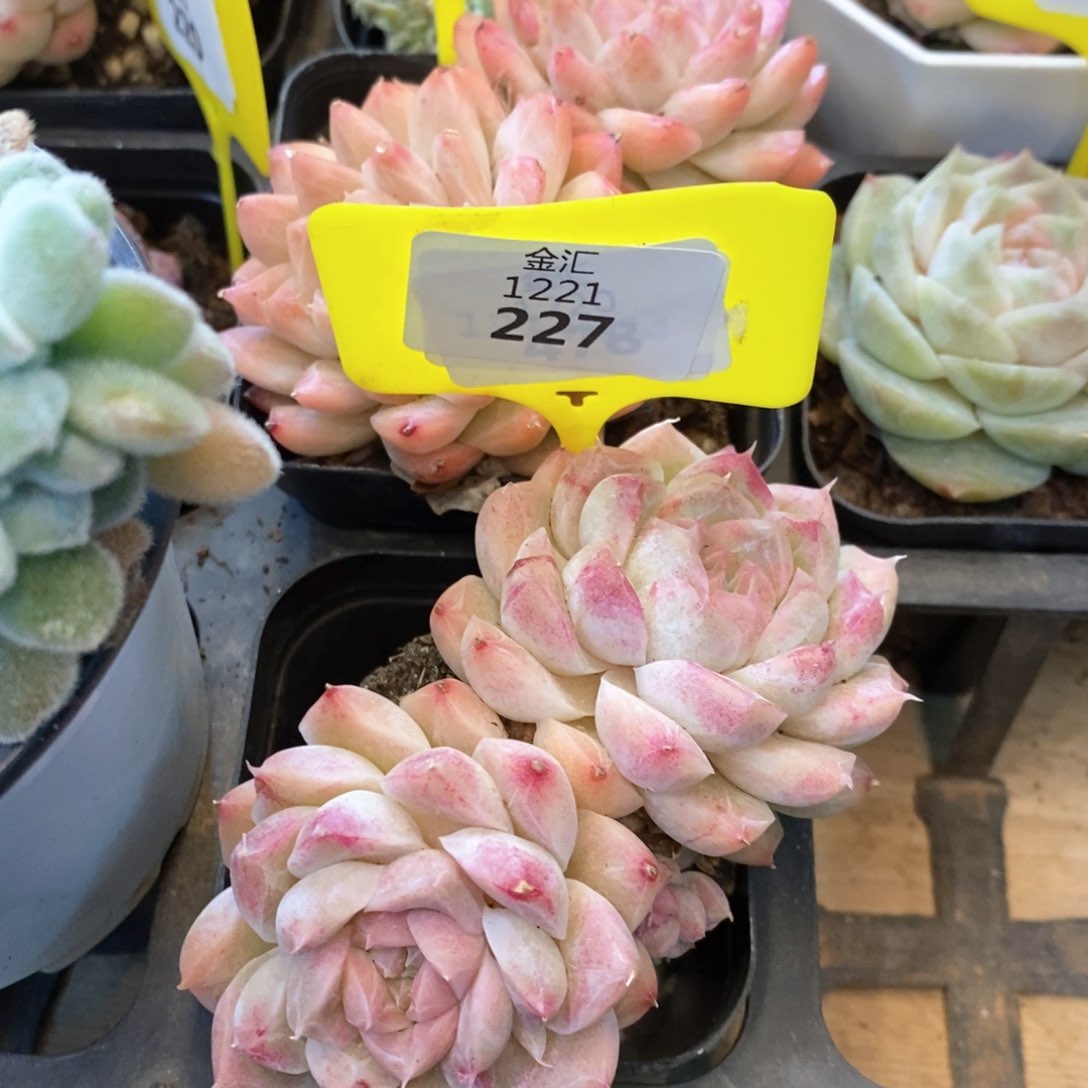 福利多多。1221227