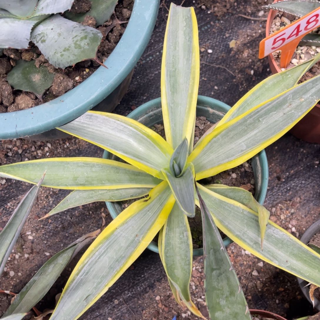 银河旅人龙舌兰455