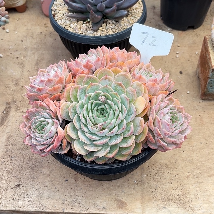多肉植物，昂斯若72号