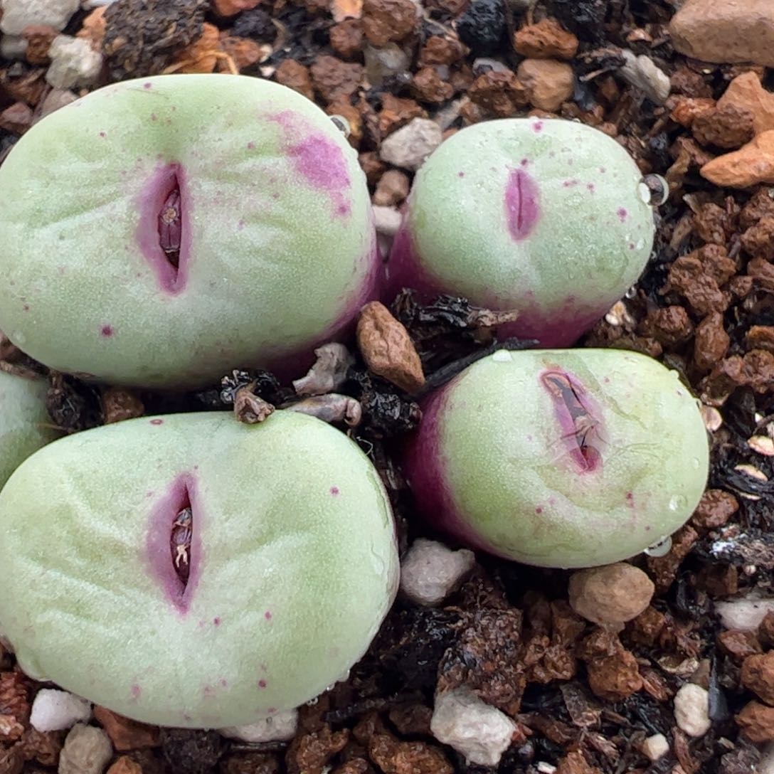 118多肉植物百科