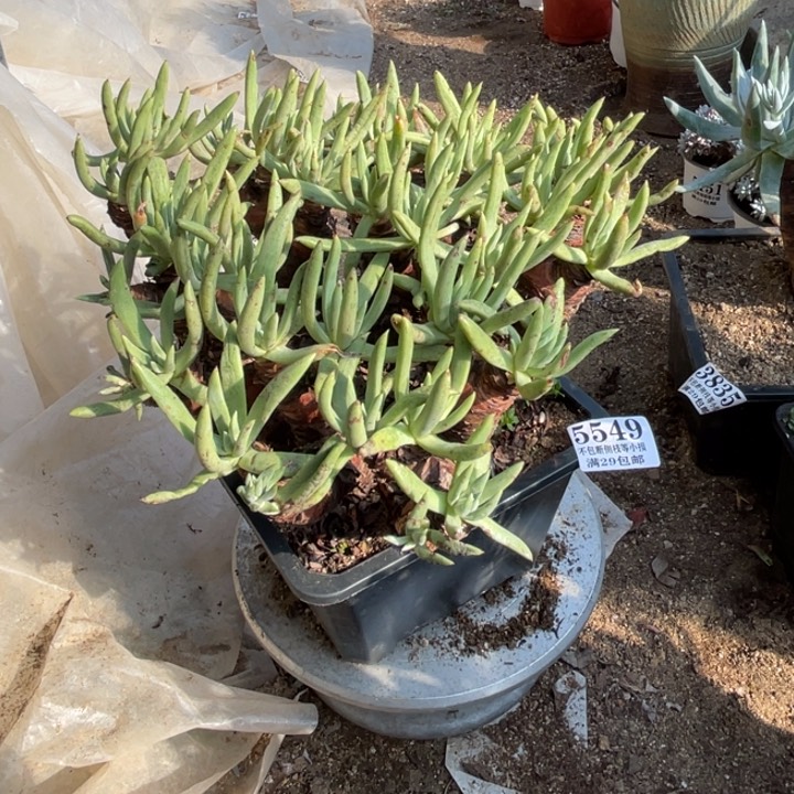 549号阿尔比芙洛亚多肉