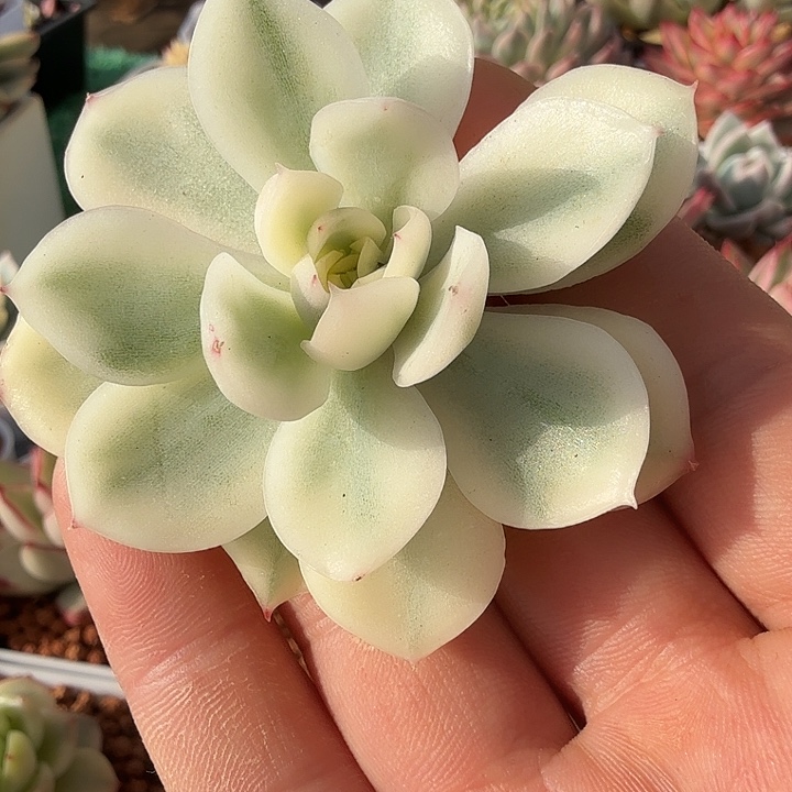 韩酥锦多肉锦植物