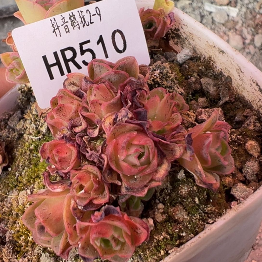 HR510玫瑰群福利