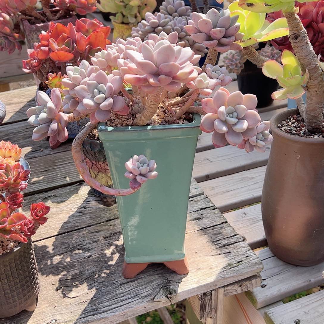 弱*花斑鹿多肉植物带盆