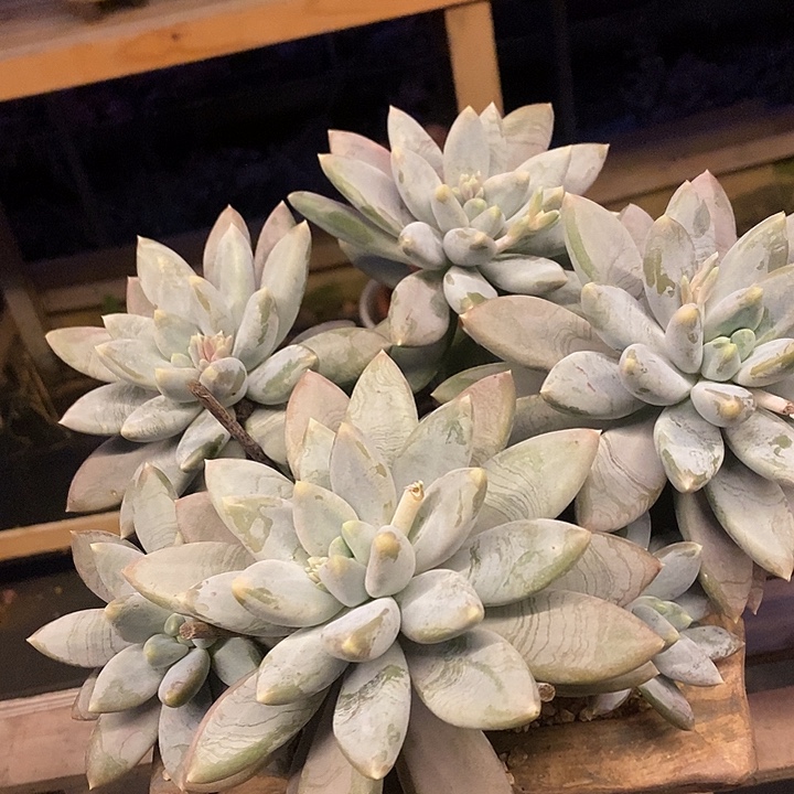 多肉植物肉肉植物