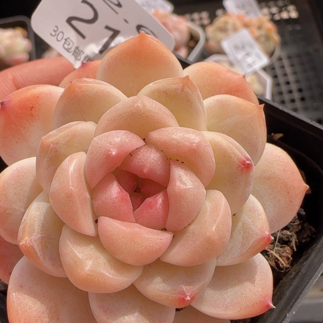 圆脸珍妮单头一颗脱土