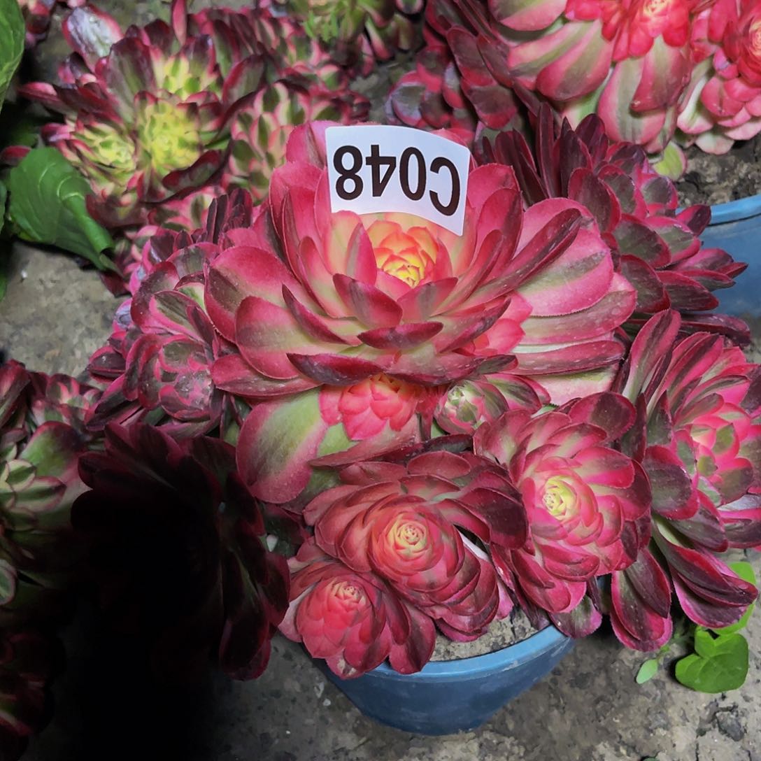 海神法师26-45包邮