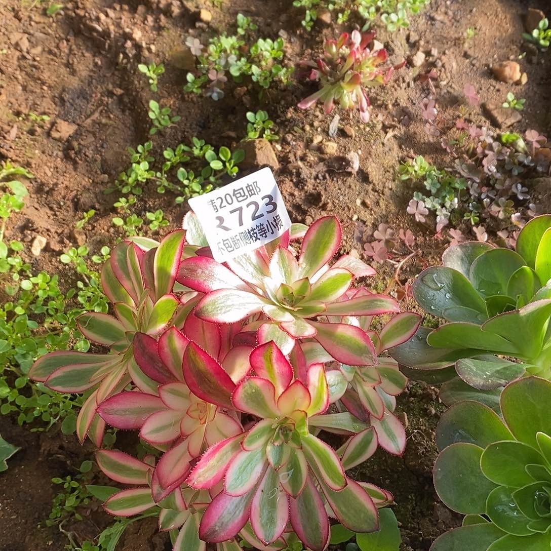 723香奶奶多肉有砍