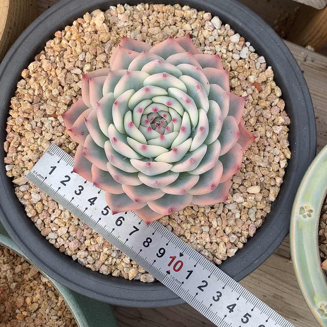 10厘米老桩吉娃娃锦多肉一颗