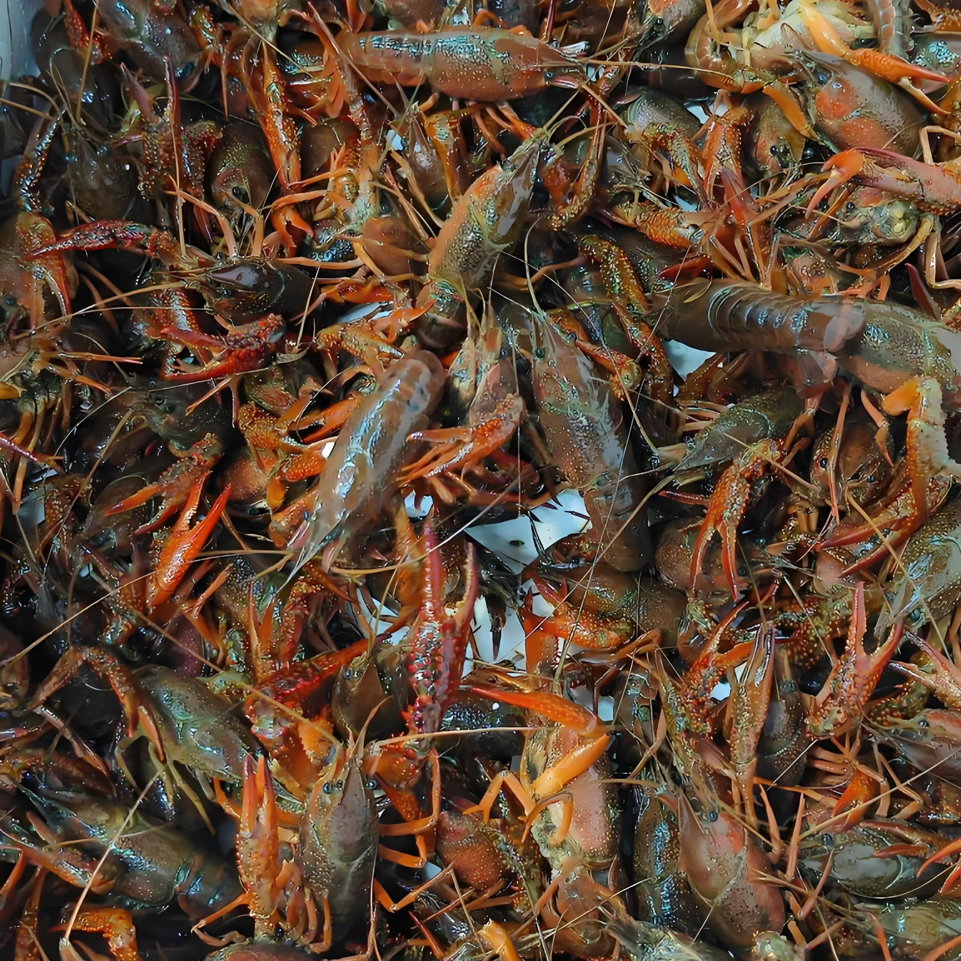 活虾  456钱 小龙虾  合肥市区发跑腿