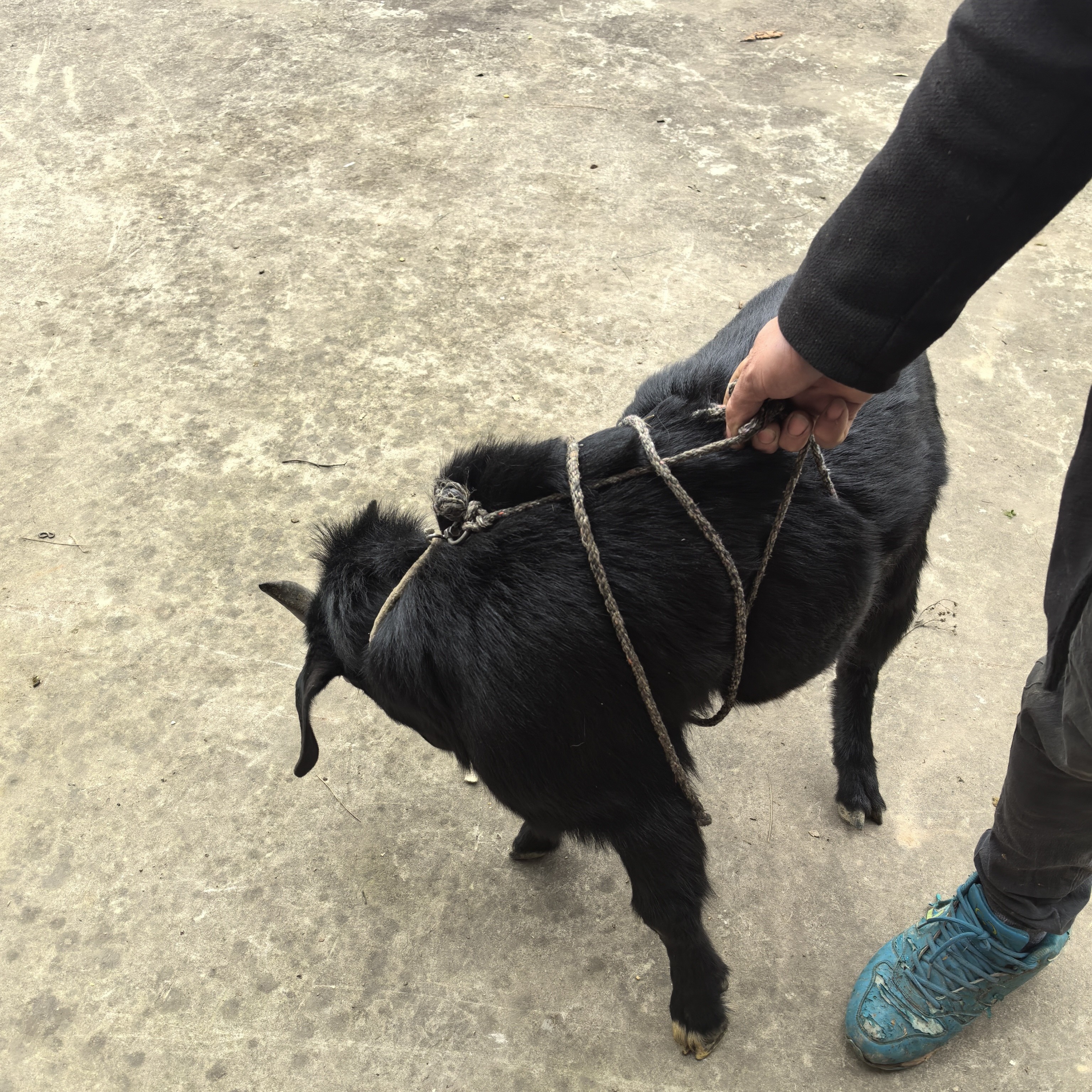 田坎上的放养山羊肉