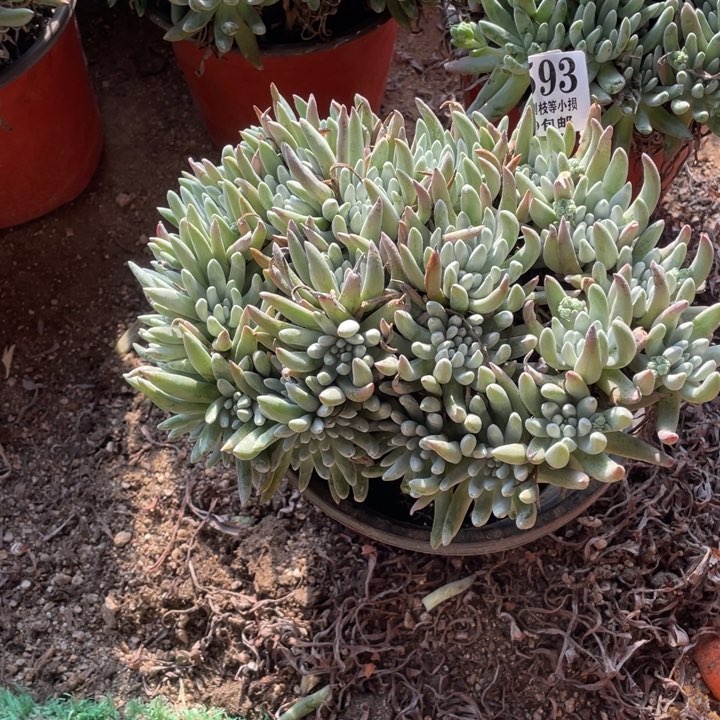 593号雪花多肉植物