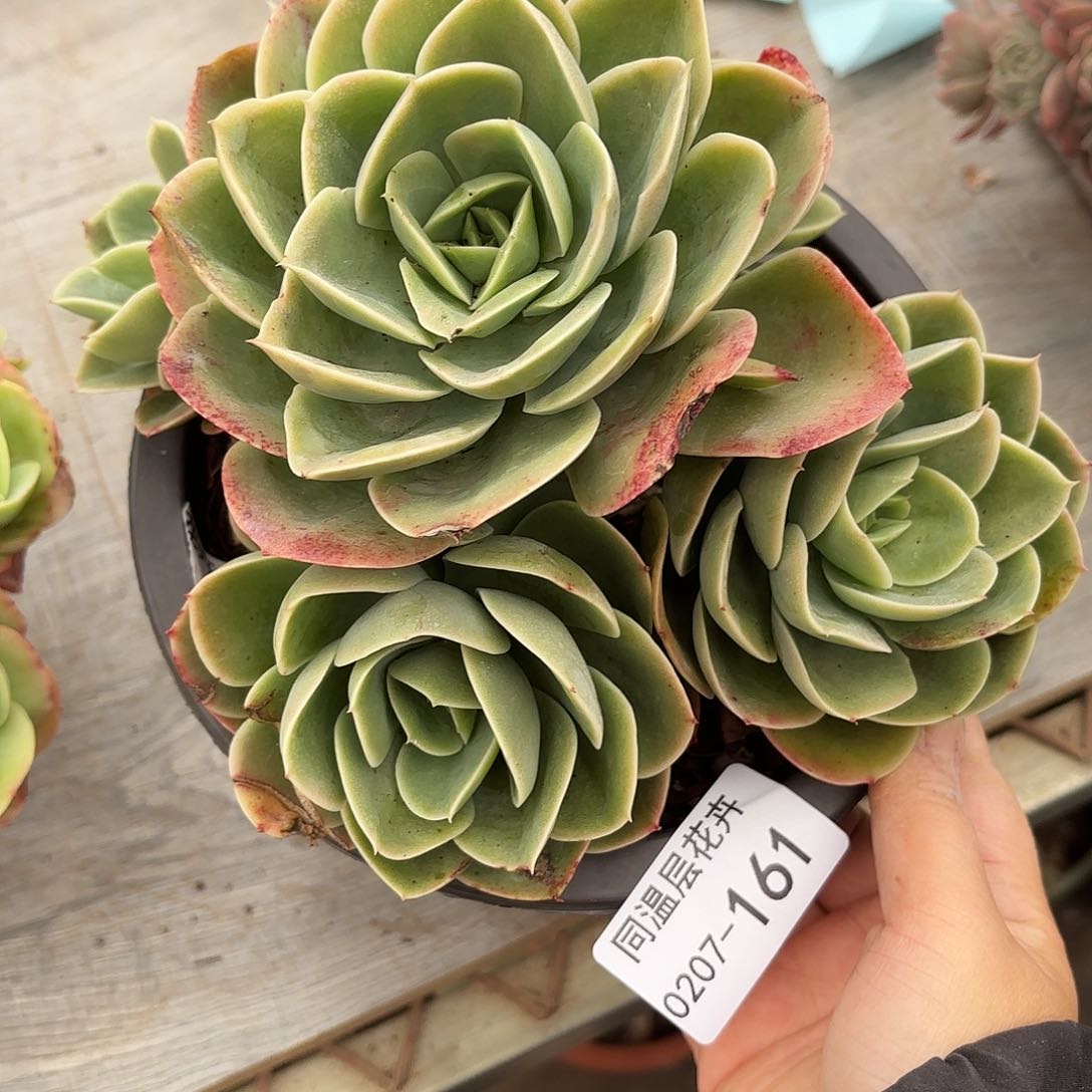 云*晚同温层多肉星娜塔161