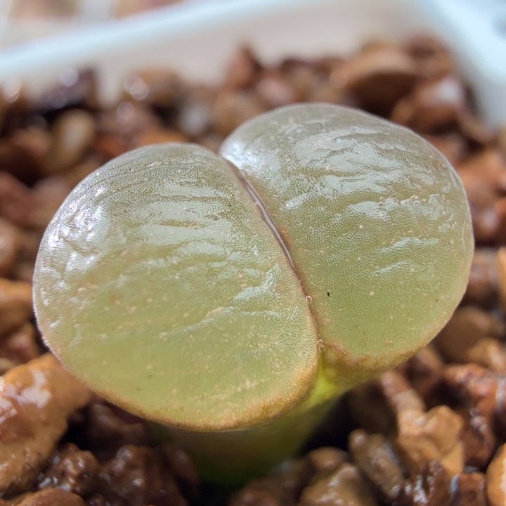 3836 风铃玉肉锥植物