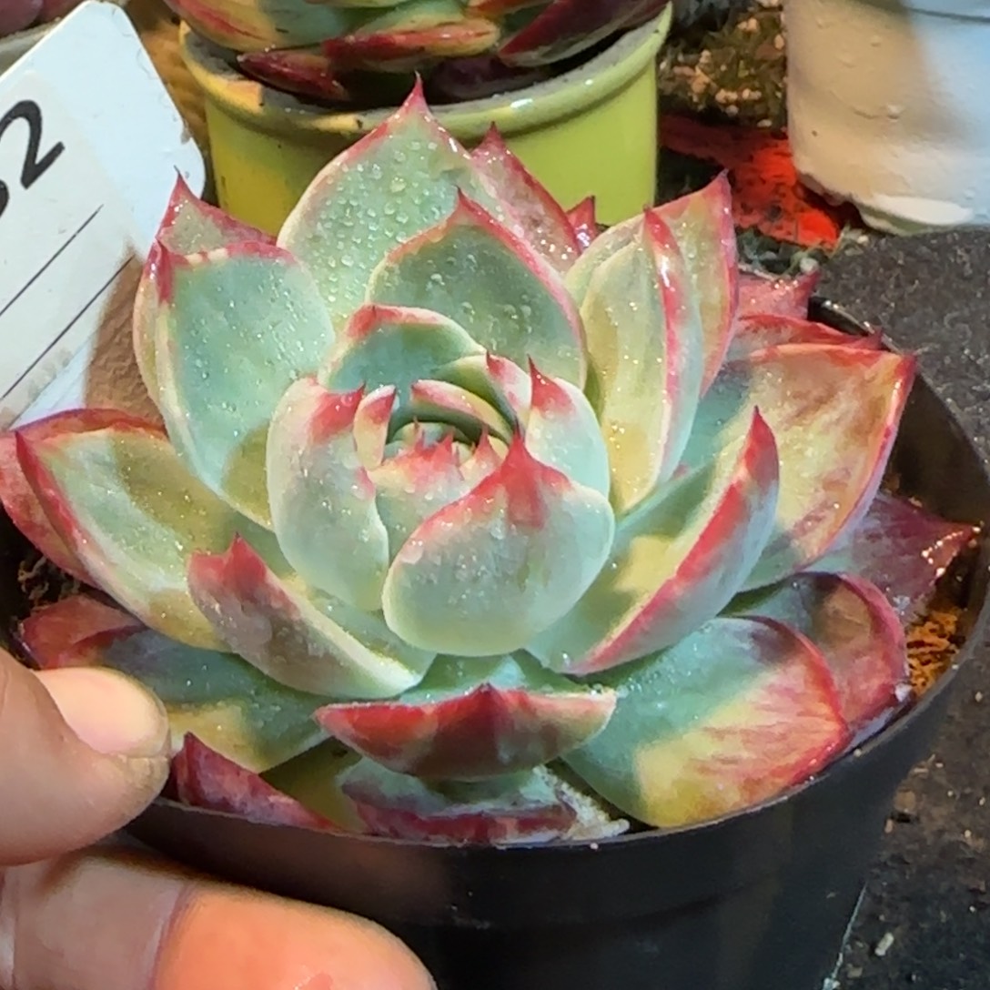 惊鸿一物一拍包装收缩花旱682