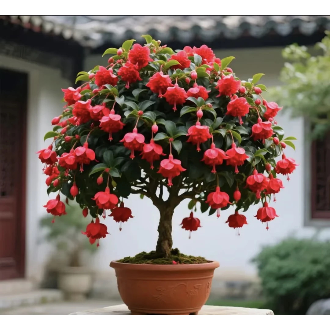 羿倒挂金钟花盆栽室内外灯笼花重瓣花苗老桩四季开花耐寒花卉驱蚊