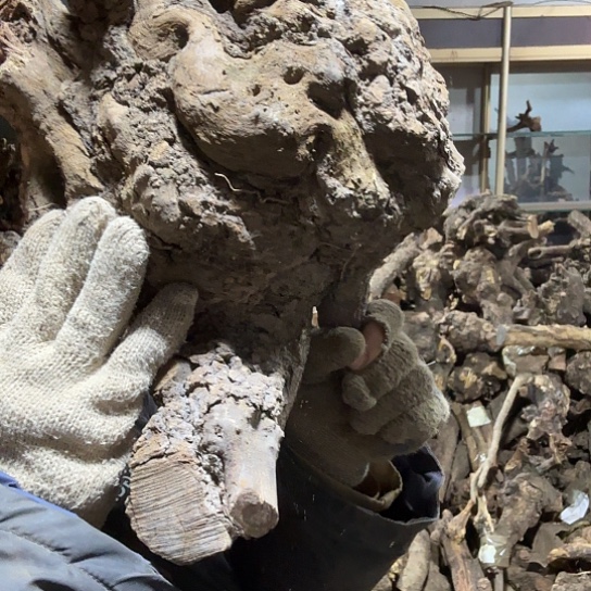 香榧木芃*火琉璃的故事毛料摆件