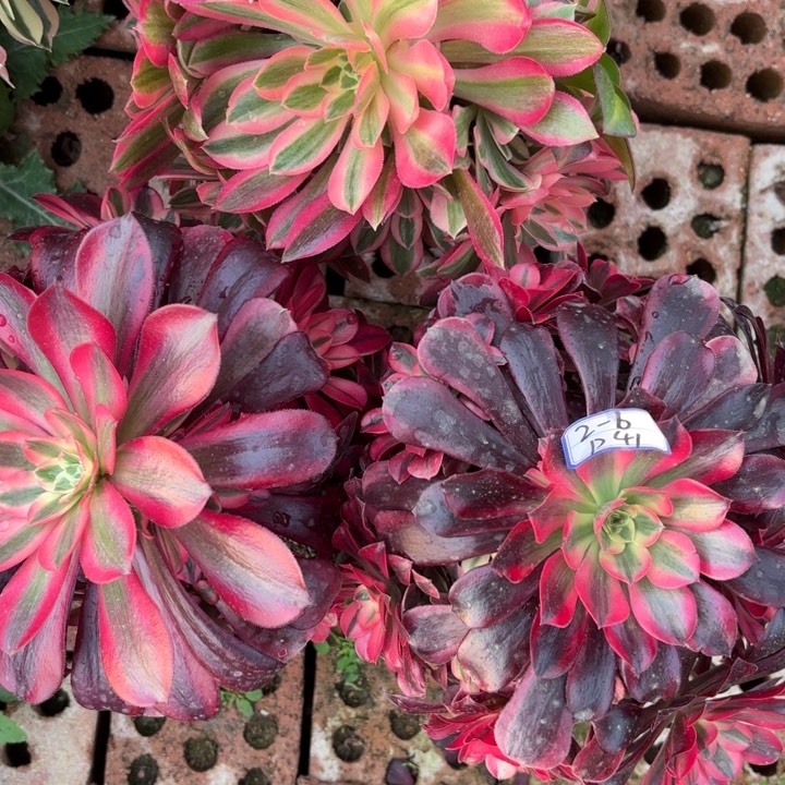 三颗多肉断枝不包41