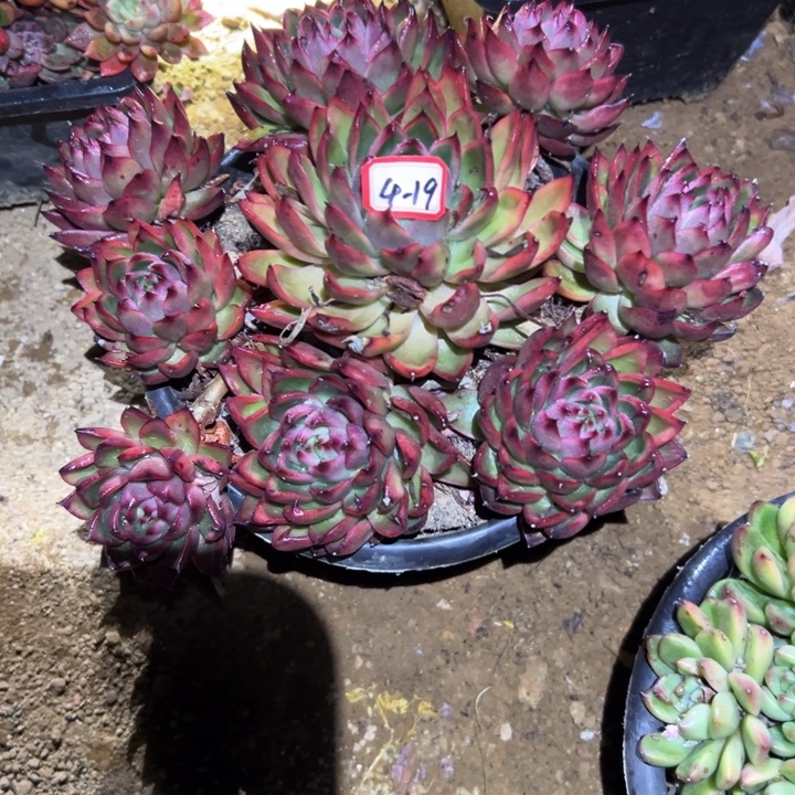 精品多肉植物老桩