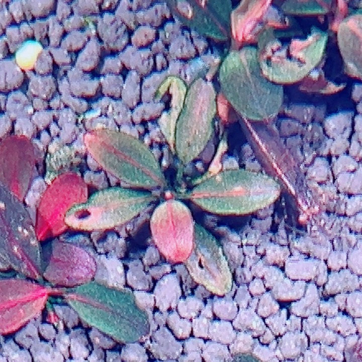 福利89号福利价植物一头