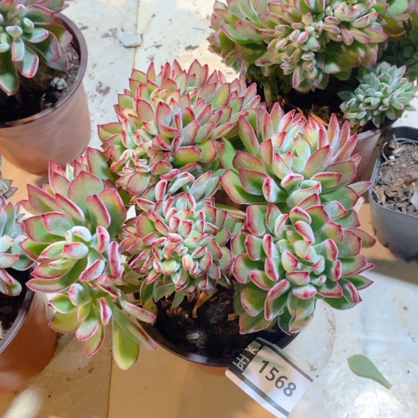 【闪购商品】多肉红兔儿缀1568