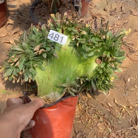 原始绿缀一物一拍